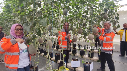 Cara Mudah Budidaya Melon Varietas Golden Aroma Sistem Greenhouse Di Tuban